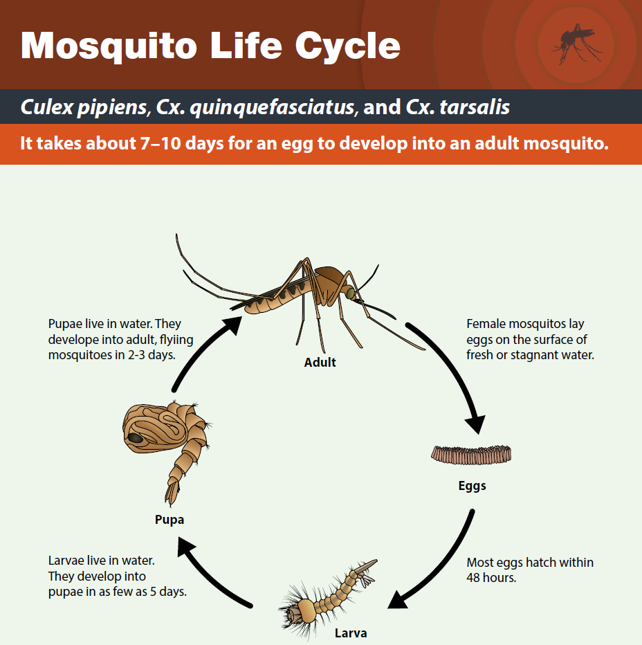 mosquito live cycle.png
